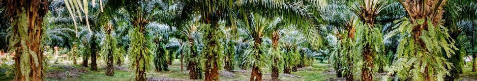 25 millions d’hectares de palmiers à huile