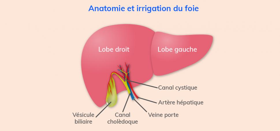 Anatomie et irrigation du foie