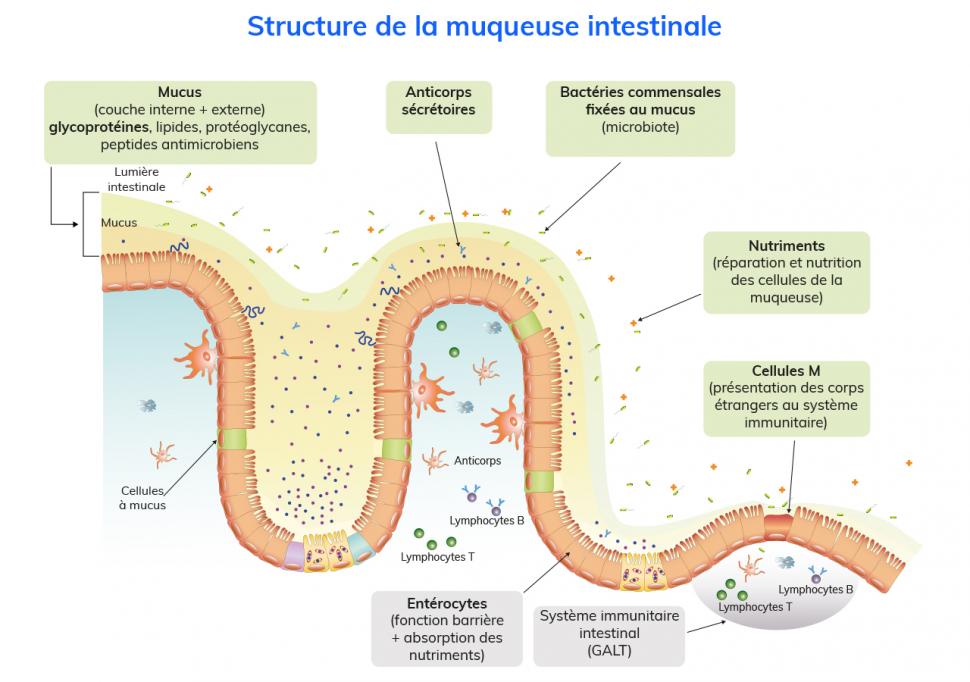 La muqueuse intestinale possède une structure particulière qui lui confère ses fonctions de barrière et d’absorption sélective des nutriments.