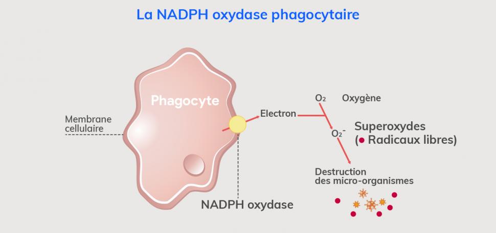 L’oxydase phagocytaire défend l’organisme des pathogènes