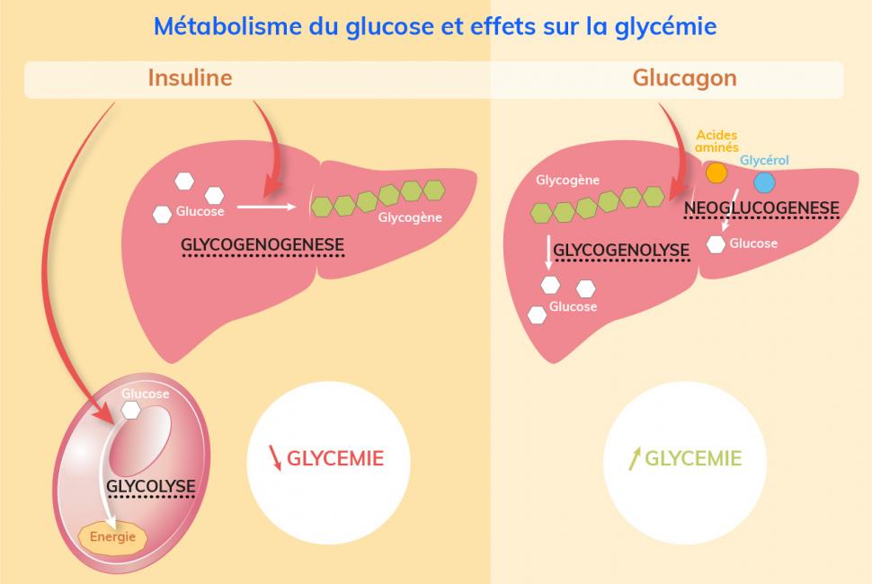 Le glucose est métabolisé principalement dans les cellules où il sert de carburant et dans le foie où il est stocké