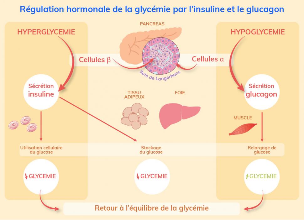 L’insuline et le glucagon sont les 2 hormones qui permettent de réguler la glycémie à la hausse ou à la baisse