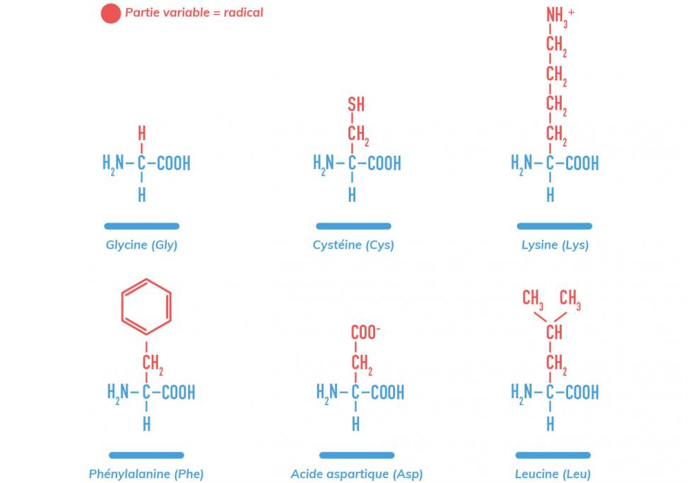Structure des acides aminés essentiels