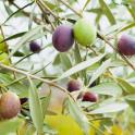 olivier-arbre-fruits