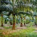 25 millions d’hectares de palmiers à huile