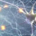 Les antioxydants protègent les neurones