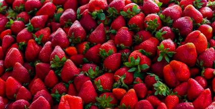 La culture des fraises, un exemple de la complexité du choix entre bio ou local.