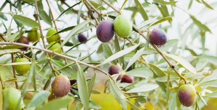 olivier-arbre-fruits