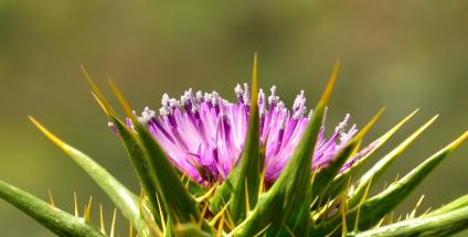 le chardon-Marie, la plante détox par excellence
