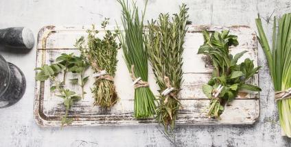 Les plantes de la digestion