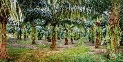 25 millions d’hectares de palmiers à huile