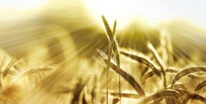 Pour Jean Seignalet, seules les espèces anciennes de blés sont tolérées par l’organisme