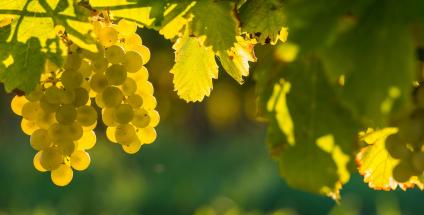 Nutriments protecteurs de l’intestin