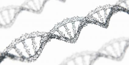 L’ADN et ARN messager déclencheurs de la fabrication des protéines
