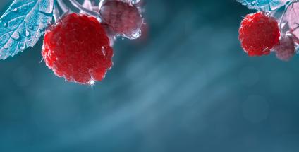 Les vitamines antioxydantes dans les fruits rouges et les baies