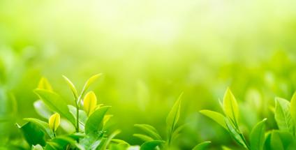 les bifidobactéries nourries par les prébiotiques comme les plantes par la terre