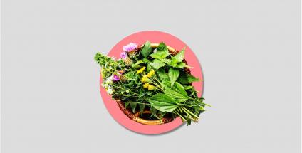 Principes actifs des plantes