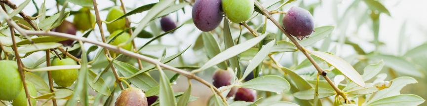 olivier-arbre-fruits