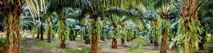 25 millions d’hectares de palmiers à huile