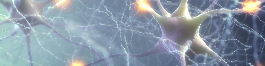 Les antioxydants protègent les neurones