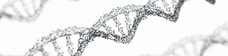 L’ADN et ARN messager déclencheurs de la fabrication des protéines