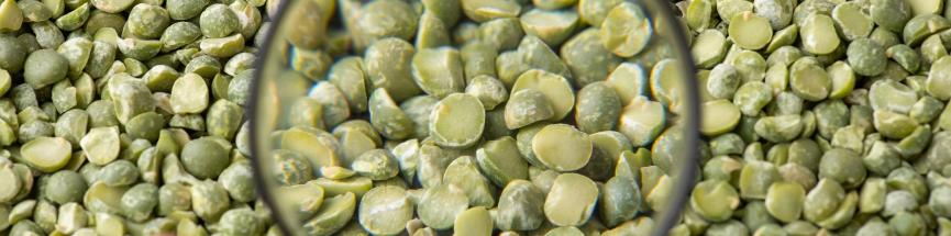 Les protéines de la famille des protides