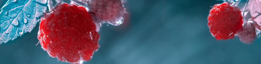 Les vitamines antioxydantes dans les fruits rouges et les baies