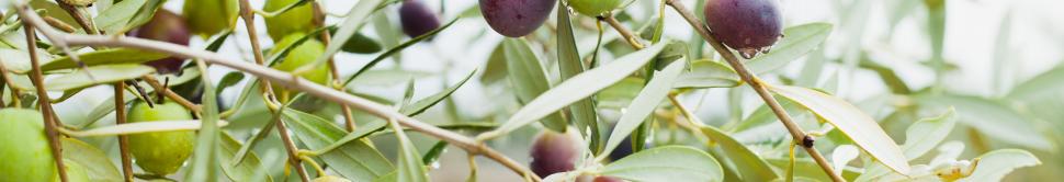 olivier-arbre-fruits