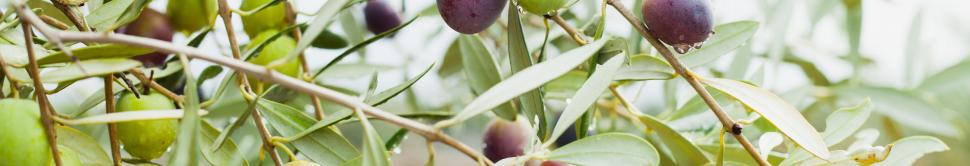 Nature du fruit, type de culture et de traitement : la qualité des huiles végétales peut être très variable.