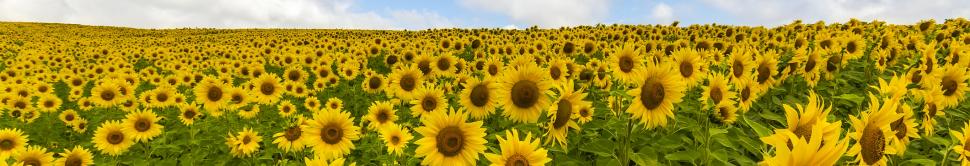 L’alimentation contemporaine est très riche en oméga-6 fournie notamment par l’huile de tournesol.