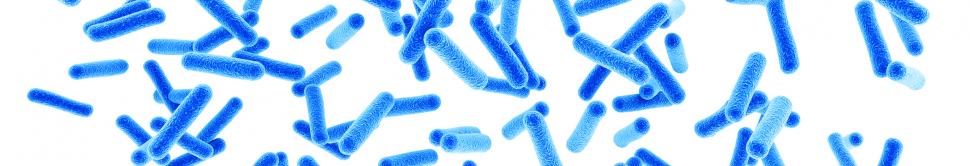 La flore intestinale contient des levures et des bactéries