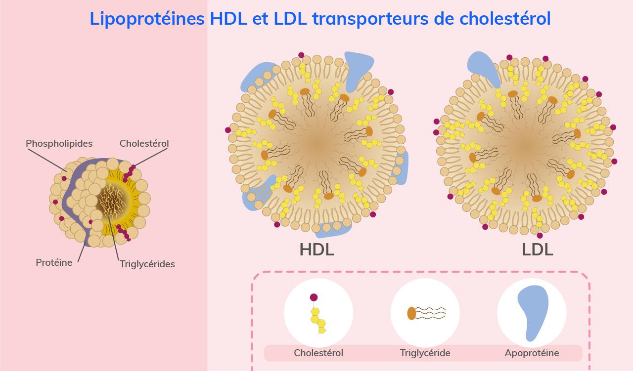 Quel Est Le Bon Rapport Hdl Ldl