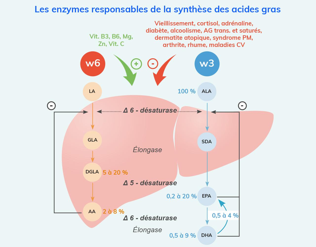 Synthèse des acides gras par Penser Santé
