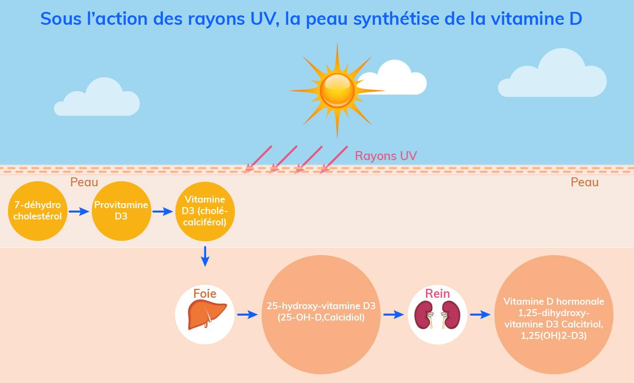 Vitamine D, la vitamine du soleil ! Penser Santé