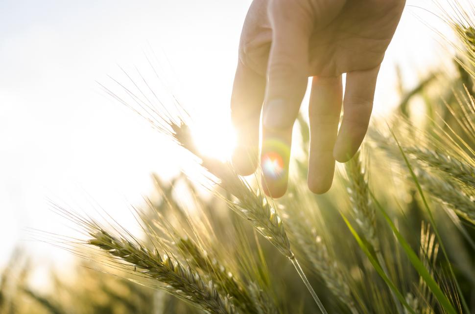 De nouveaux rapports entre l’homme et la nature avec l’agriculture biologique