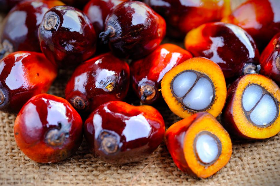 Fruits du palmier à huile.