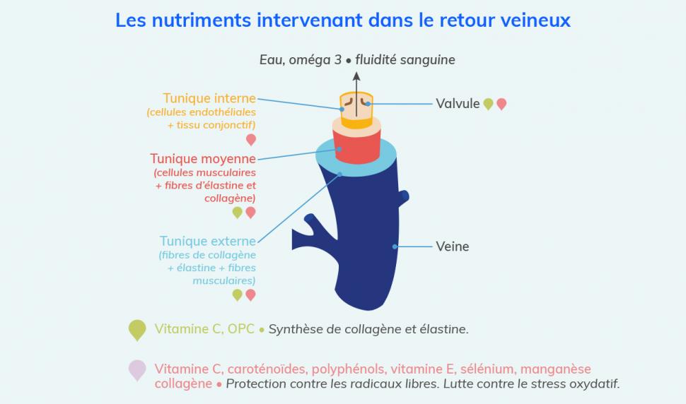 Actions de certains nutriments sur les veines et le retour veineux