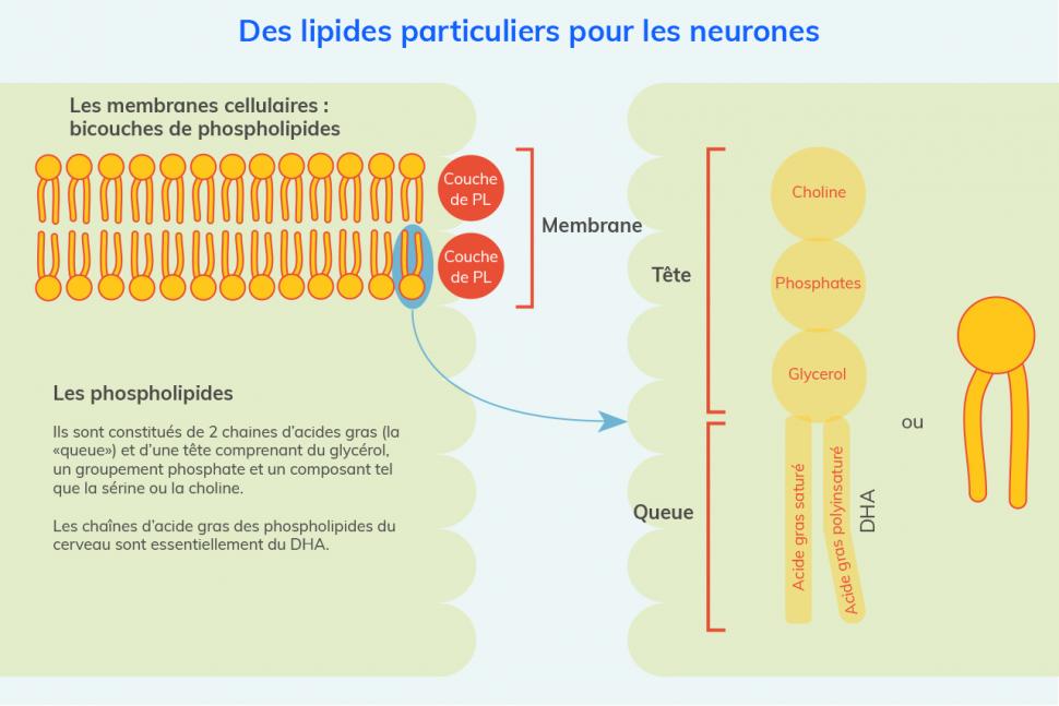 Les membranes cellulaires sont composées de phopholipides