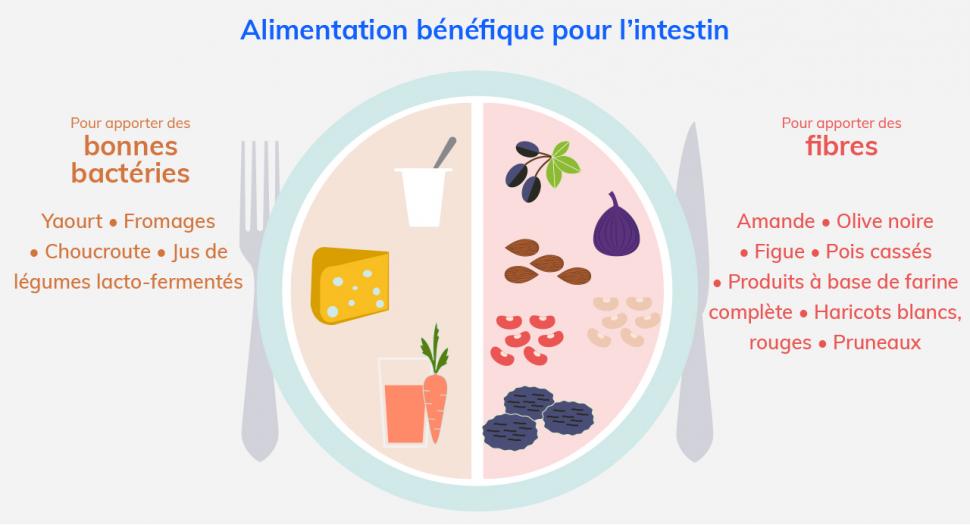 Les probiotiques apportent des bonnes bactéries et les prébiotiques apportent des fibres leur servant de nourriture Les aliments probiotiques et prébiotiques