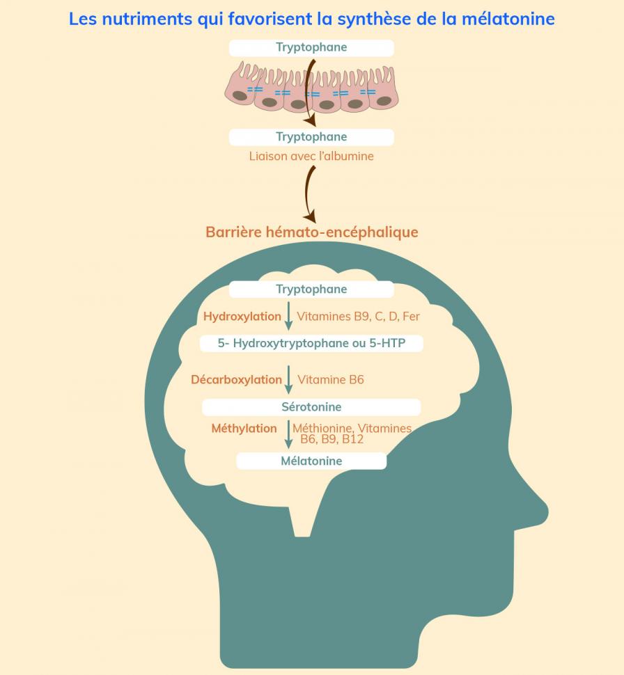 Les nutriments qui favorisent la synthèse de la mélatonine