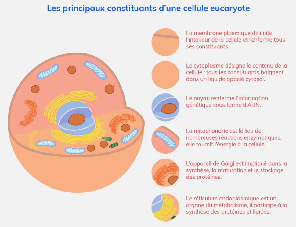 Principaux constituants d'une cellule eucaryote