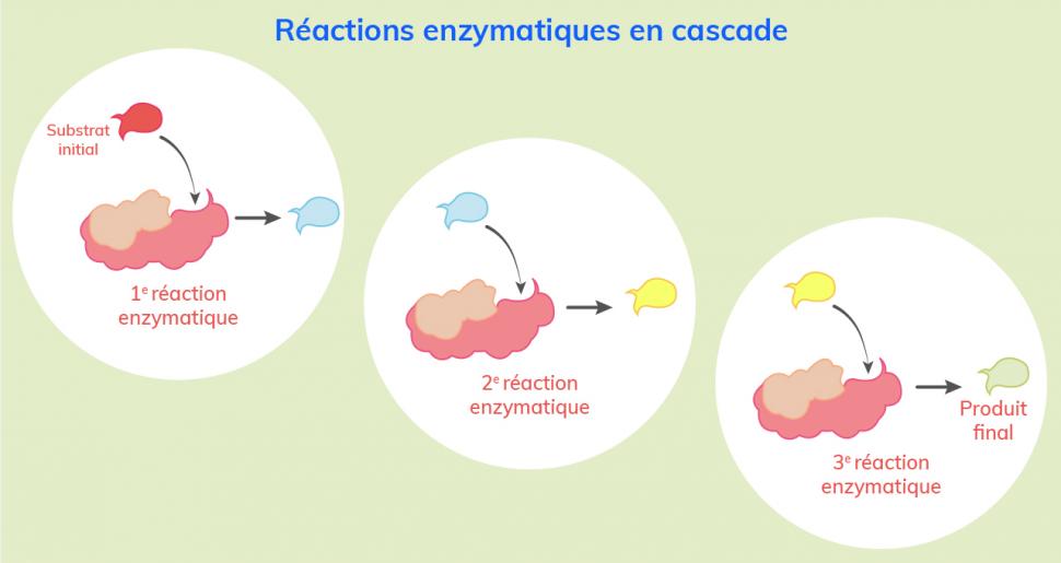 Cascade de réactions enzymatiques