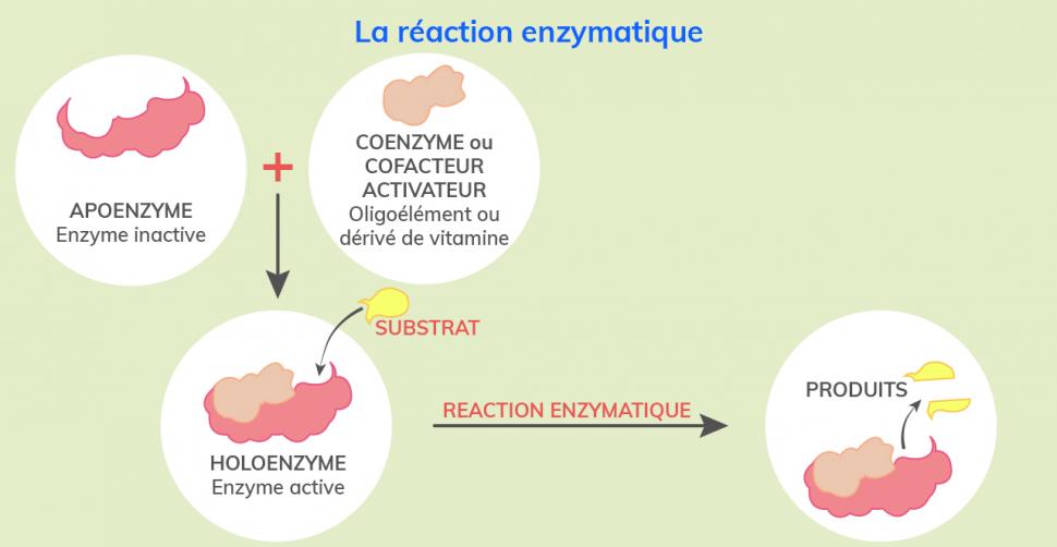 Activation des enzymes et formation d’un produit au cours de la réaction enzymatique