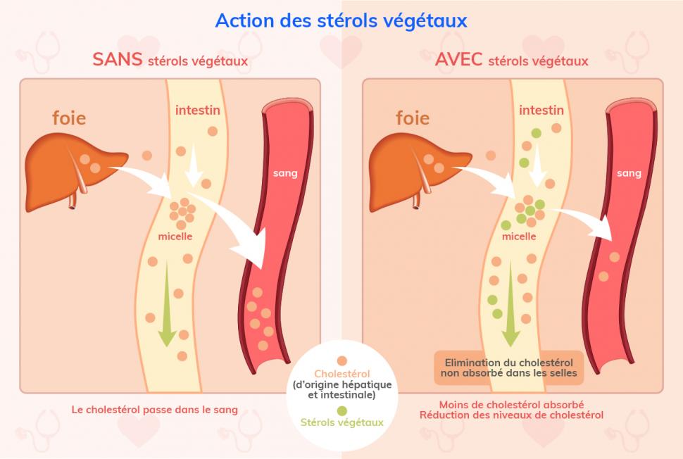 Les stérols végétaux réduisent l’absorption du cholestérol au niveau de l’intestin 