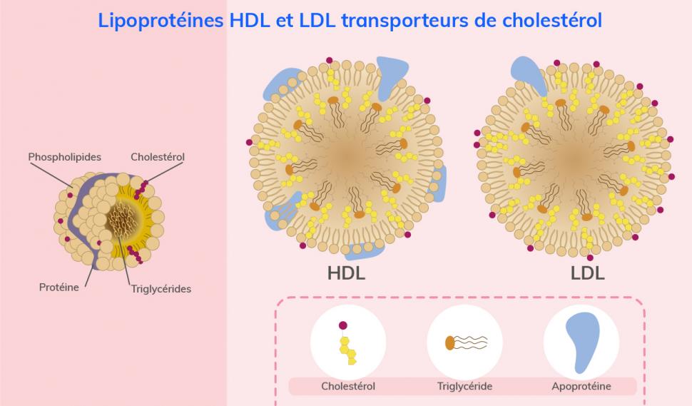 Le bon cholestérol HDL et le mauvais cholestérol LDL sont en réalité des protéines de transport du cholestérol