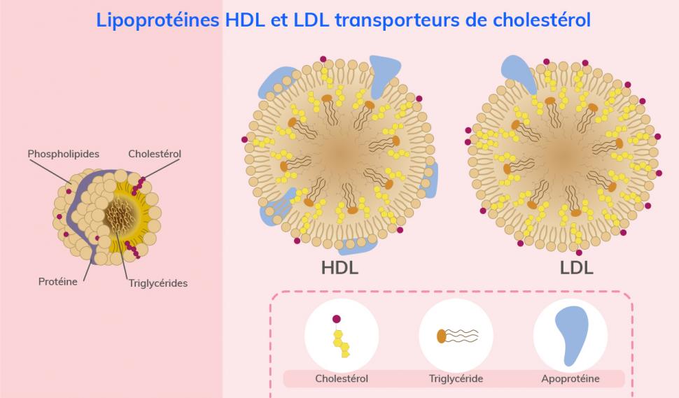 Bon ou mauvais cholestérol ? | Penser Santé