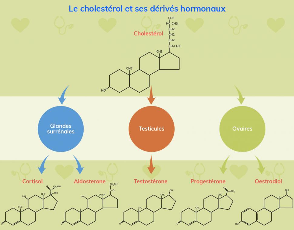 Le cholestérol est indispensable à la synthèse de plusieurs hormones stéroïdes