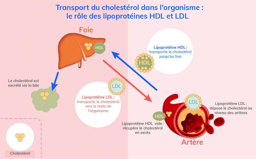 La lipoprotéine HDL transporte le cholestérol jusqu’au foie pour son élimination, la lipoprotéine LDL favorise son dépôt dans les artères