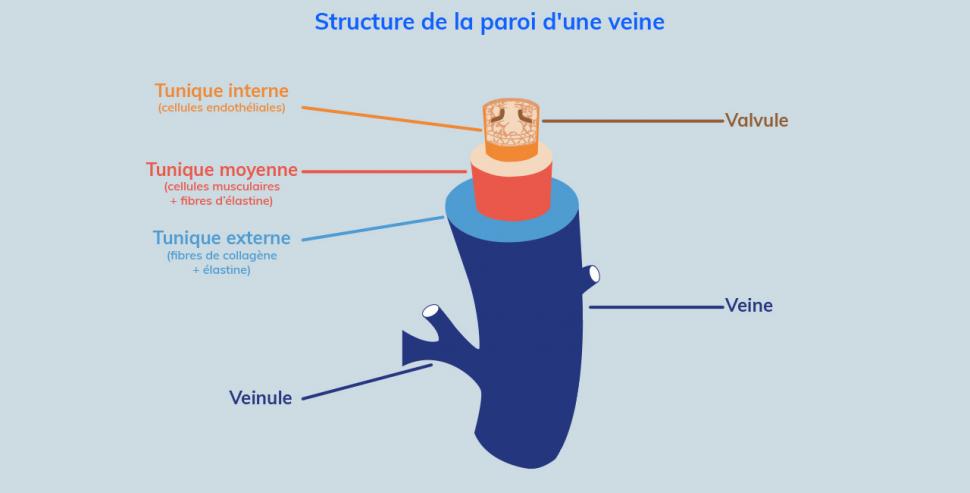 Les veines ont des parois minces mais rigides, composées d’enveloppes appelées tuniques