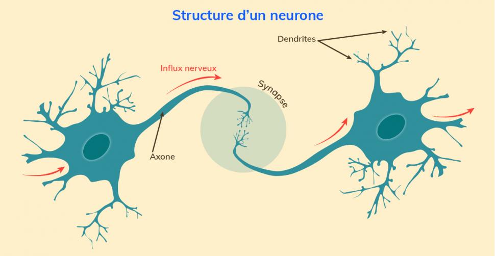 Structure d’un neurone